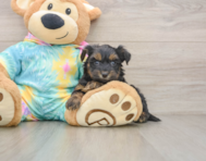 8 week old Yorkie Poo Puppy For Sale - Puppy Love PR