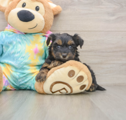 8 week old Yorkie Poo Puppy For Sale - Puppy Love PR