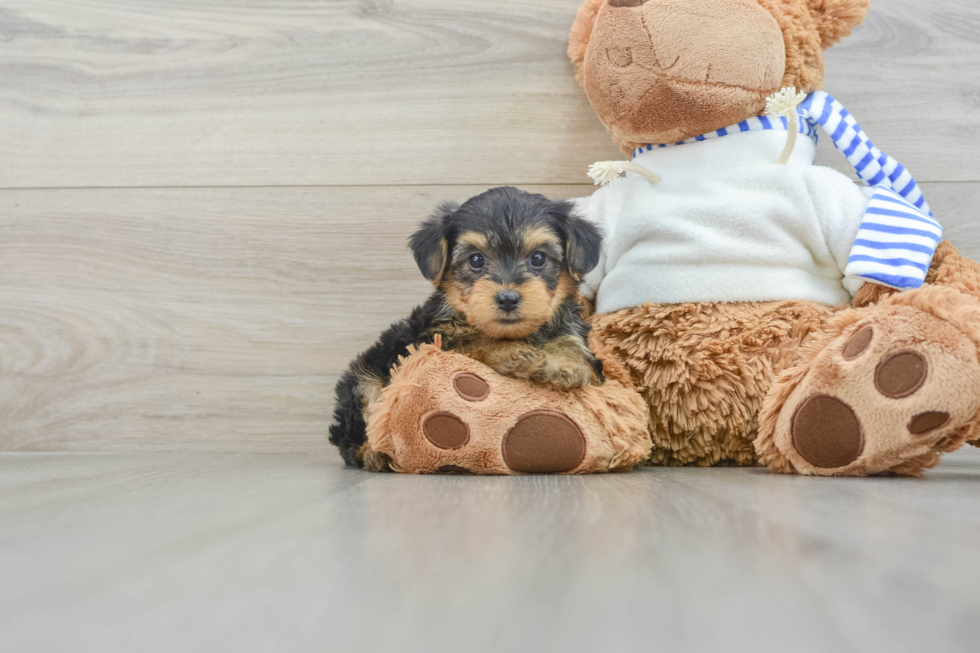 Popular Yorkie Poo Poodle Mix Pup