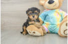 Cute Yorkie Poo Baby