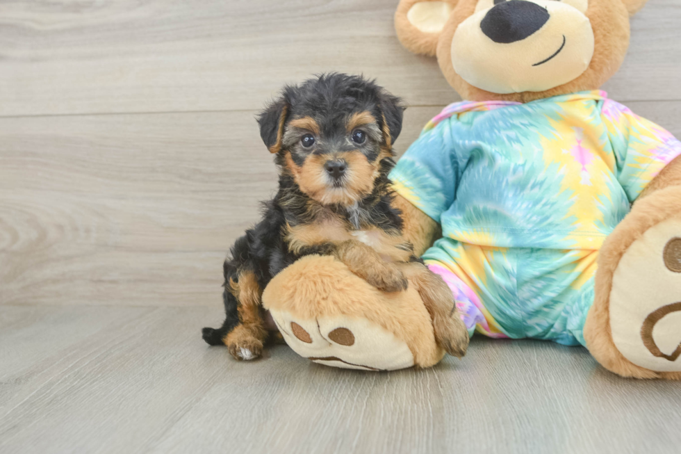Cute Yorkie Poo Baby
