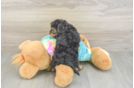 Funny Yorkie Poo Poodle Mix Pup