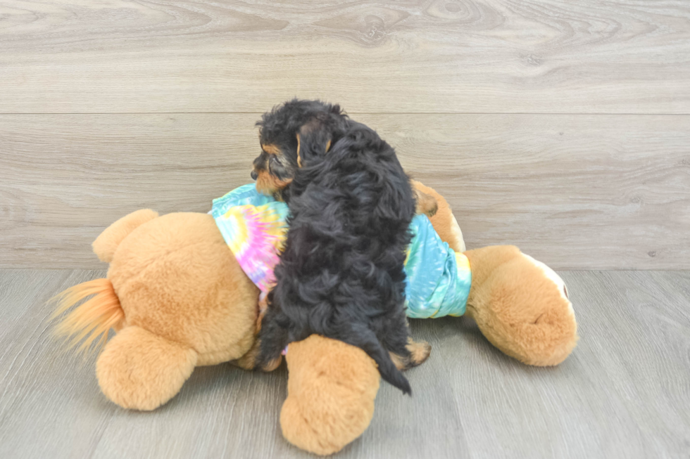 Funny Yorkie Poo Poodle Mix Pup