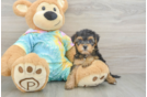 Yorkie Poo Puppy for Adoption