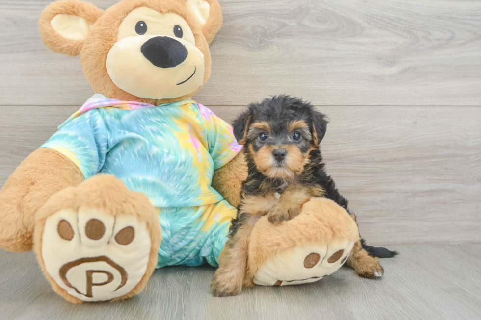 Yorkie Poo Puppy for Adoption