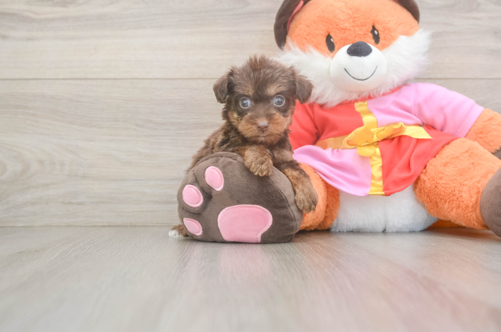 5 week old Yorkie Poo Puppy For Sale - Puppy Love PR