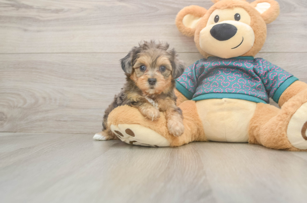 6 week old Yorkie Poo Puppy For Sale - Puppy Love PR