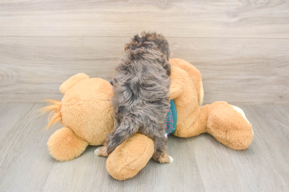 Yorkie Poo Pup Being Cute