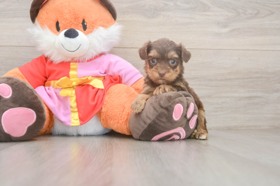 5 week old Yorkie Poo Puppy For Sale - Puppy Love PR