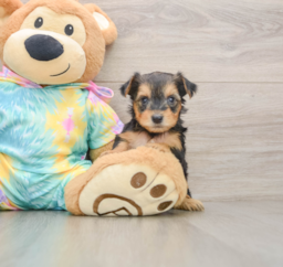 9 week old Yorkie Poo Puppy For Sale - Puppy Love PR