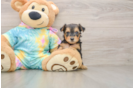 Best Yorkie Poo Baby