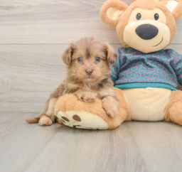 9 week old Yorkie Poo Puppy For Sale - Puppy Love PR