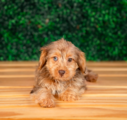 10 week old Yorkie Poo Puppy For Sale - Puppy Love PR