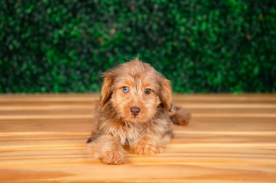Yorkie Poo Puppy for Adoption
