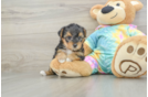 Yorkie Poo Puppy for Adoption