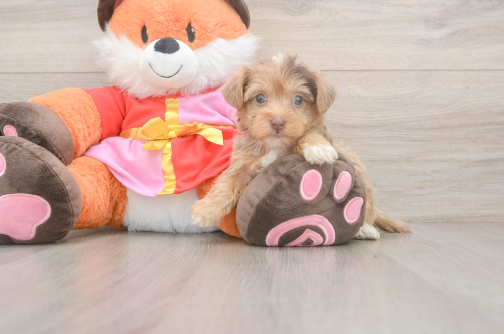 5 week old Yorkie Poo Puppy For Sale - Puppy Love PR