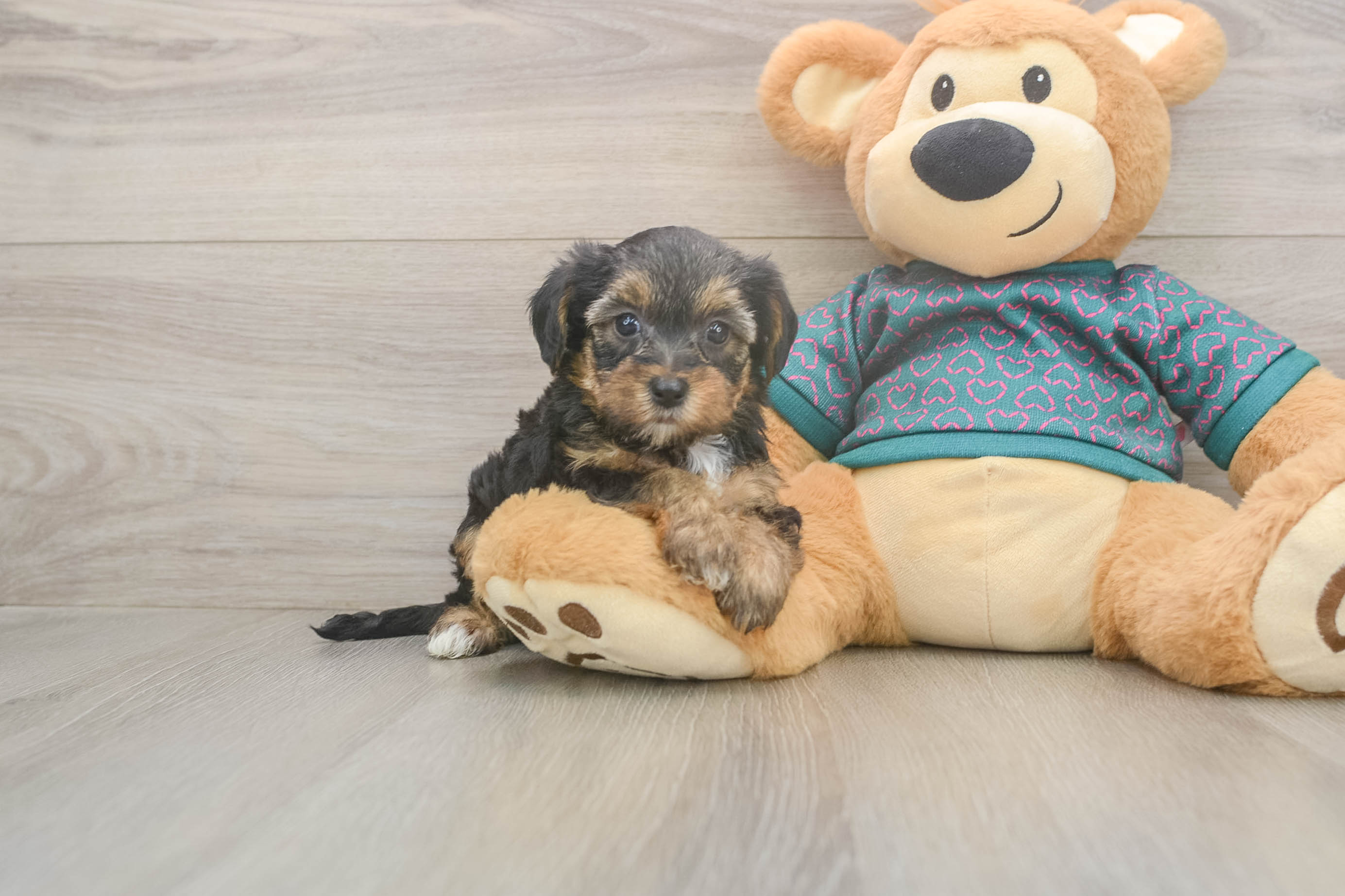 Yorkie Poo Pup Being Cute