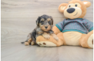 Playful Yo Yo Poo Poodle Mix Puppy