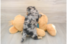 Energetic Yorkipoo Poodle Mix Puppy