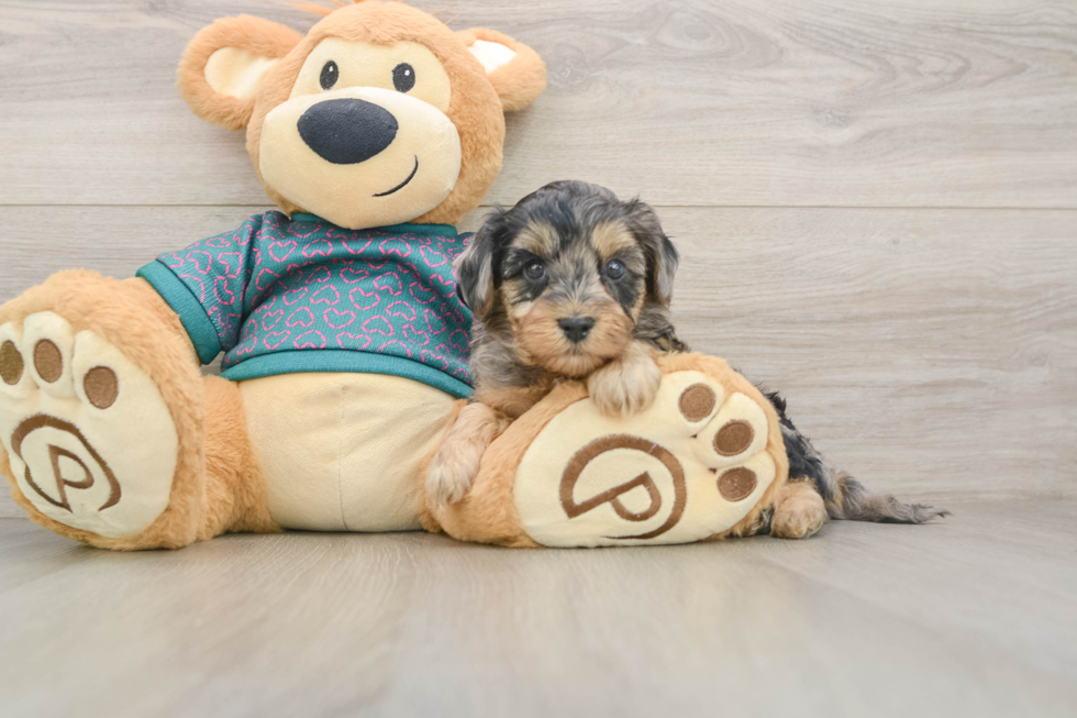 Cute Yorkie Poo Baby