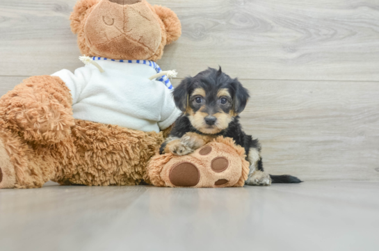 Yorkie Poo Puppy for Adoption