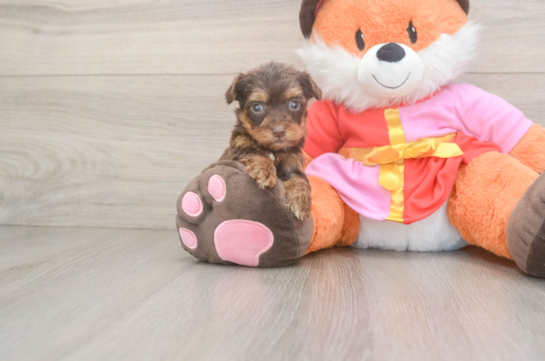 Sweet Yorkie Poo Baby