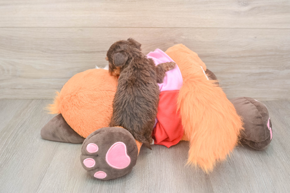 Playful Yo Yo Poo Poodle Mix Puppy