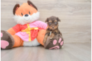 Smart Yorkie Poo Poodle Mix Pup