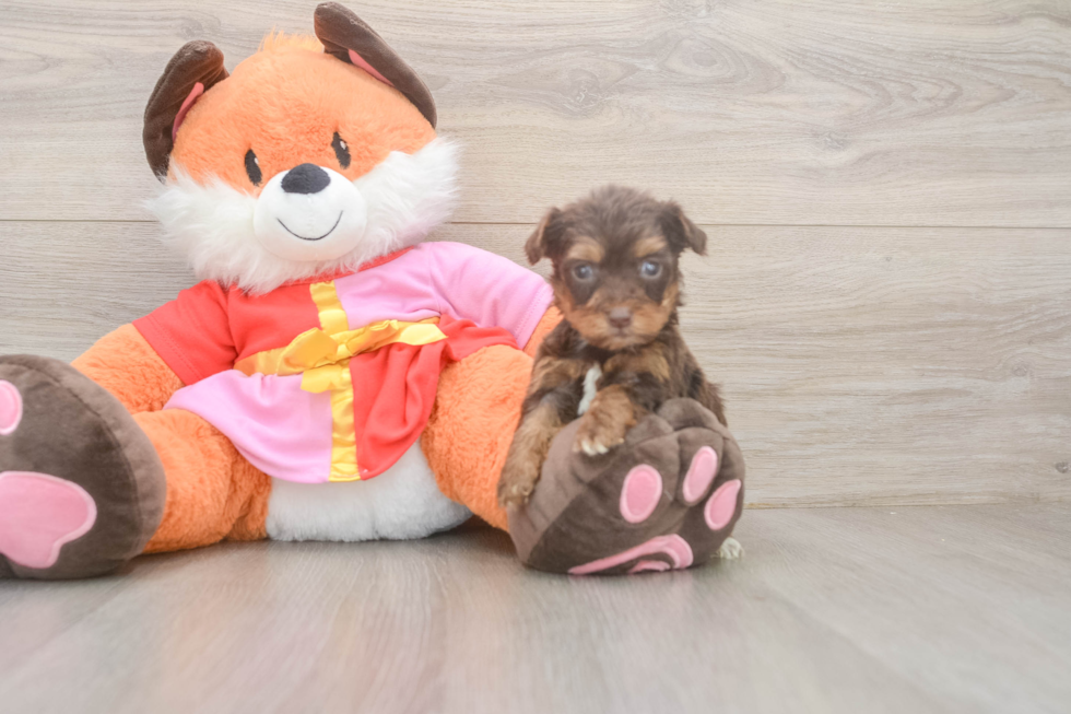 Smart Yorkie Poo Poodle Mix Pup