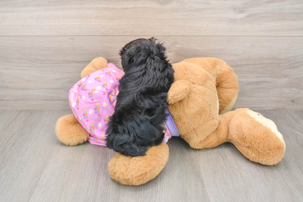 Yorkie Poo Pup Being Cute