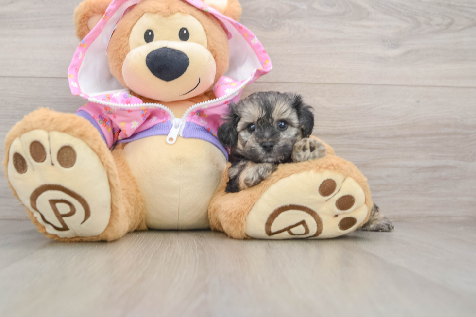 Little Yorkie Poodle Mix Poodle Mix Puppy