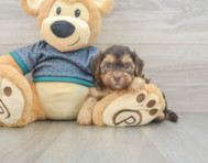 8 week old Yorkie Poo Puppy For Sale - Puppy Love PR