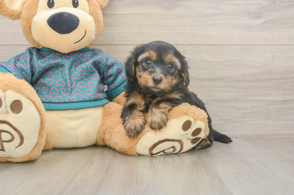 5 week old Yorkie Poo Puppy For Sale - Puppy Love PR