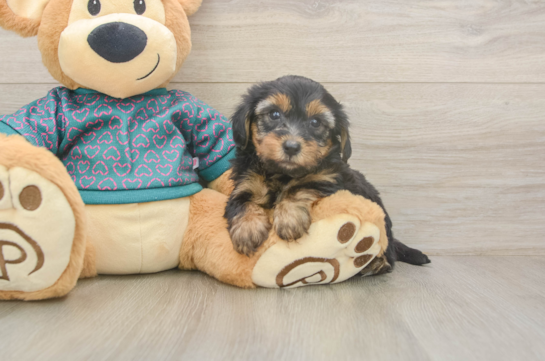 Fluffy Yorkie Poo Poodle Mix Pup