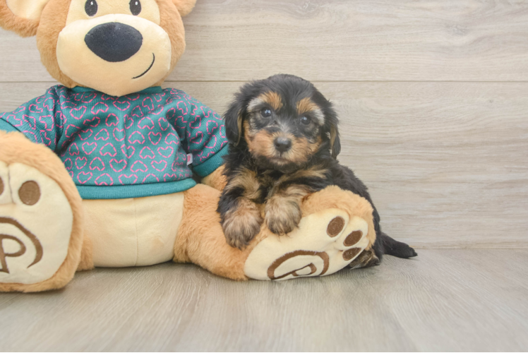 Meet Neil - our Yorkie Poo Puppy Photo 1/3 - Puppy Love PR Fluffy Yorkie Poo Poodle Mix Pup