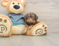 6 week old Yorkie Poo Puppy For Sale - Puppy Love PR