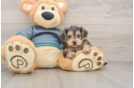 Popular Yorkie Poo Poodle Mix Pup