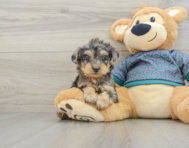 6 week old Yorkie Poo Puppy For Sale - Puppy Love PR