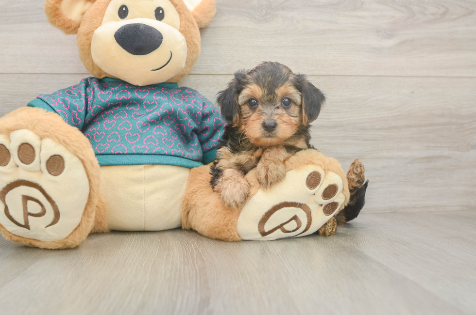 6 week old Yorkie Poo Puppy For Sale - Puppy Love PR
