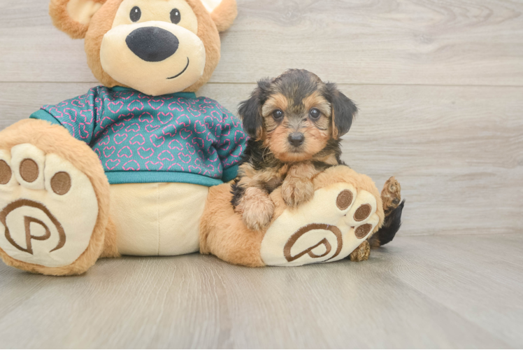 Meet Newton - our Yorkie Poo Puppy Photo 1/3 - Puppy Love PR Yorkie Poo Pup Being Cute