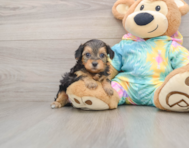 8 week old Yorkie Poo Puppy For Sale - Puppy Love PR