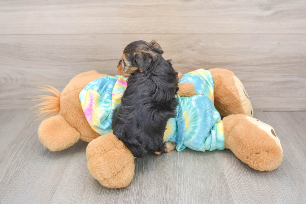 Yorkie Poo Pup Being Cute