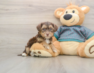 6 week old Yorkie Poo Puppy For Sale - Puppy Love PR