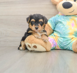 9 week old Yorkie Poo Puppy For Sale - Puppy Love PR
