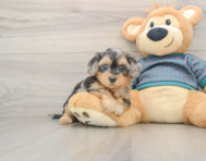 8 week old Yorkie Poo Puppy For Sale - Puppy Love PR