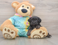 9 week old Yorkie Poo Puppy For Sale - Puppy Love PR