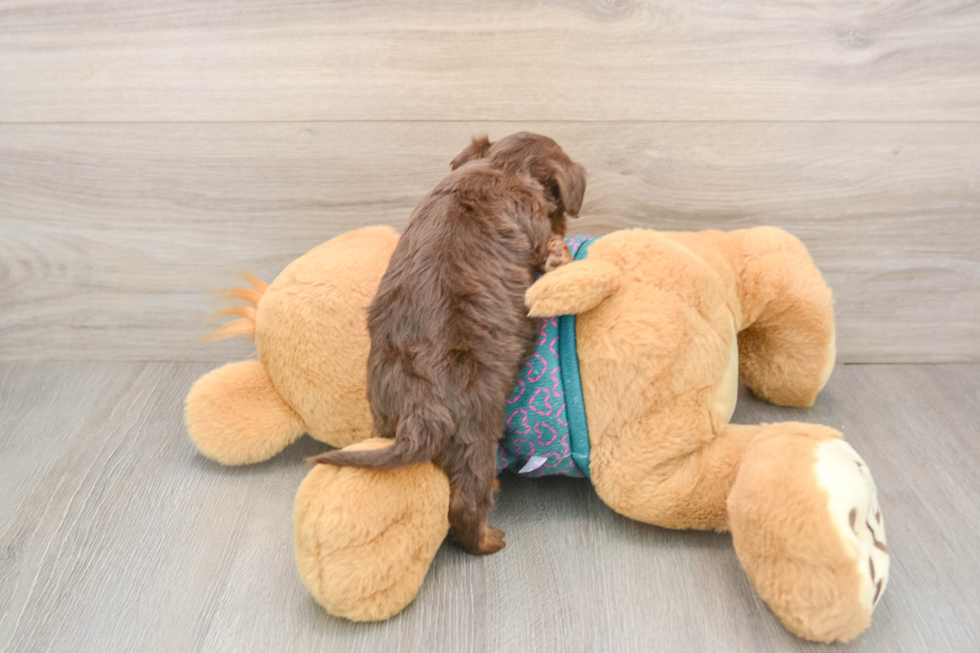 Best Yorkie Poo Baby