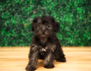 10 week old Yorkie Poo Puppy For Sale - Puppy Love PR