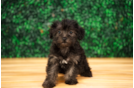 Cute Yorkiedoodle Poodle Mix Puppy