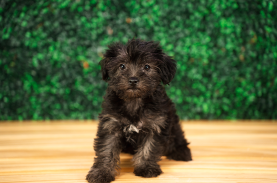 Cute Yorkiedoodle Poodle Mix Puppy